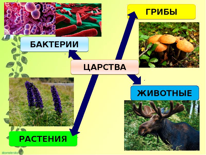 Царства живой природы 5 класс презентация