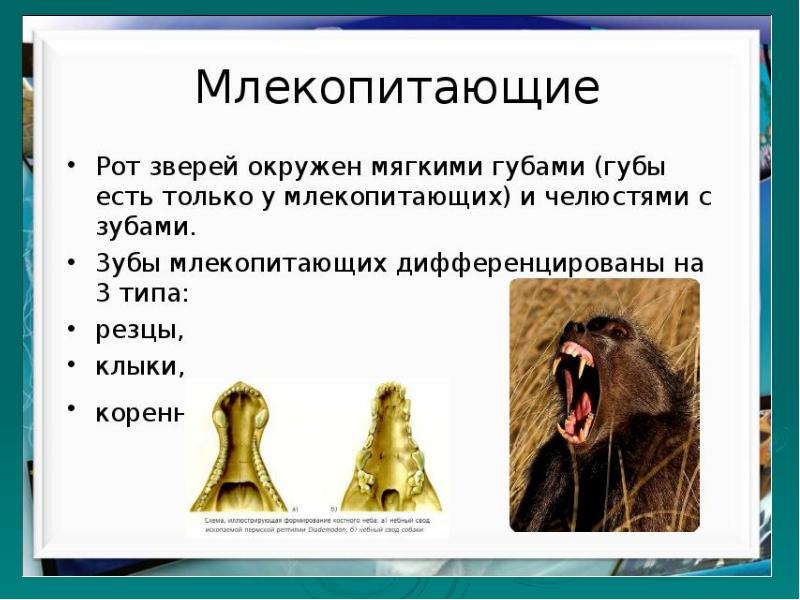 Презентация млекопитающие 2 класс