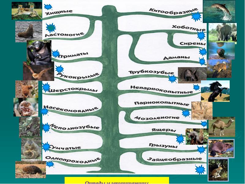 Классификация млекопитающих презентация