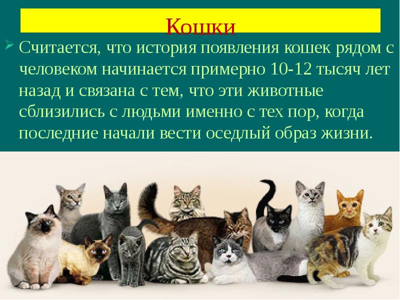 Проект откуда появились кошки