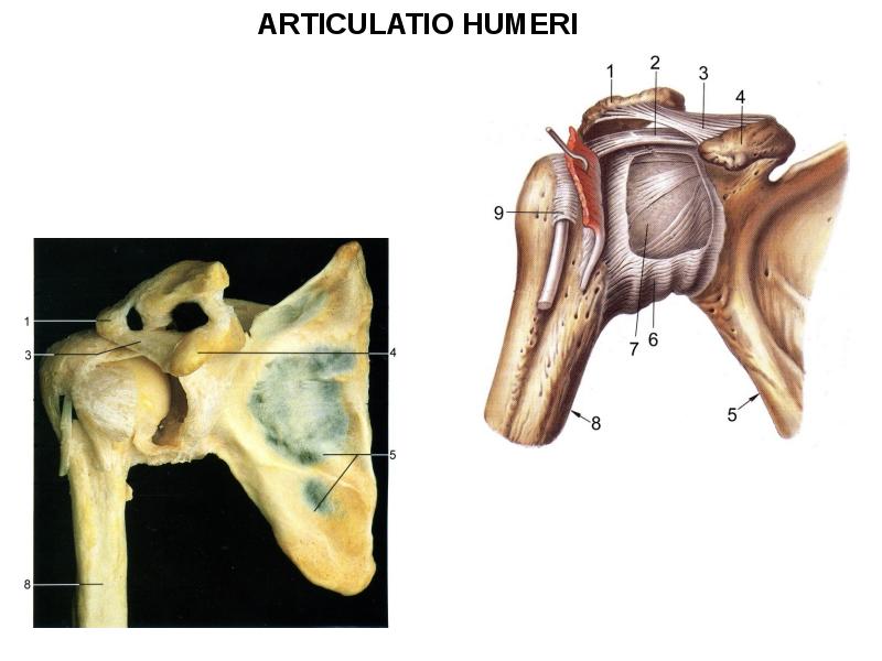 Соединение верхней костей. Плечевой сустав, articulatio Humeri:. Соединения костей пояса верхней конечности. Articulatio sternoclavicularis Синельников. Articulatio acromioclavicularis.