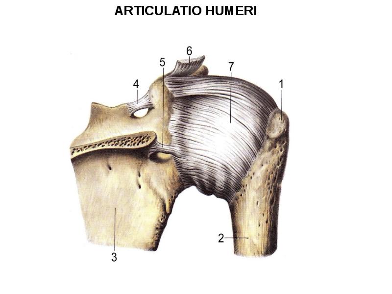 Соединения костей плечевого пояса. Articulatio Humeri. Соединения пояса верхней конечности. Кости и соединения верхней конечности. Плечевой сустав — articulatio Humeri анатомия животных.