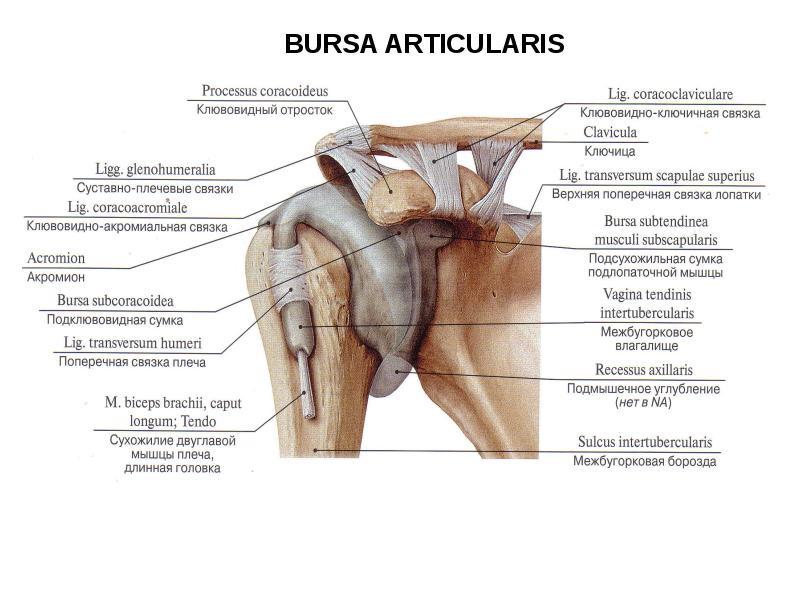 Плечевой сустав анатомия мышцы и связки