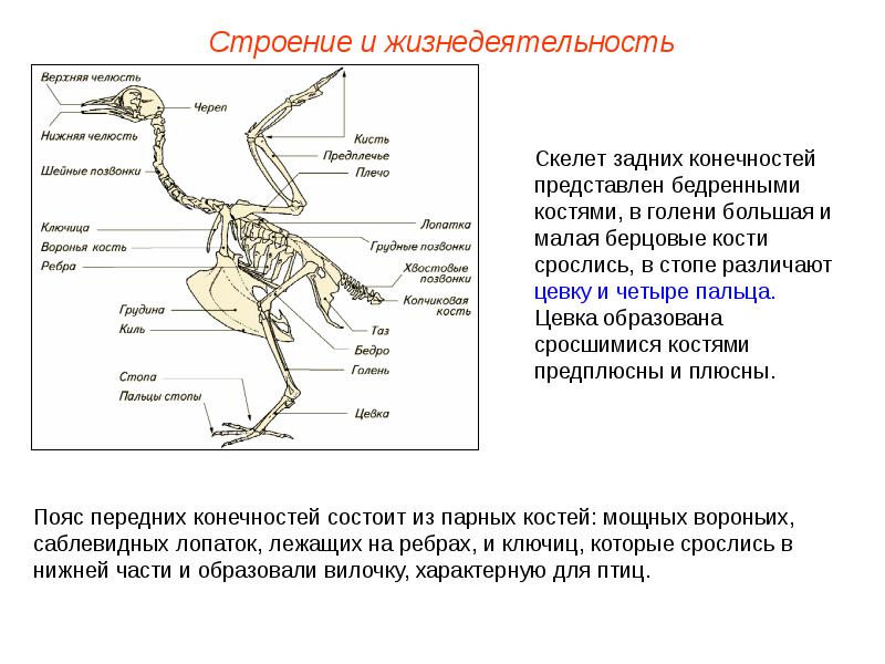 На рисунке показаны кости конечностей птицы