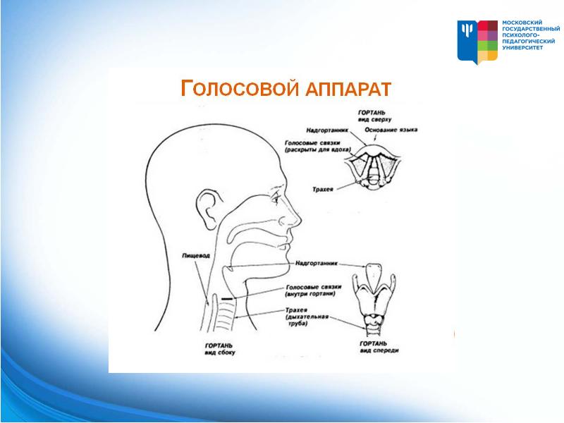 Презентация введение в логопедию