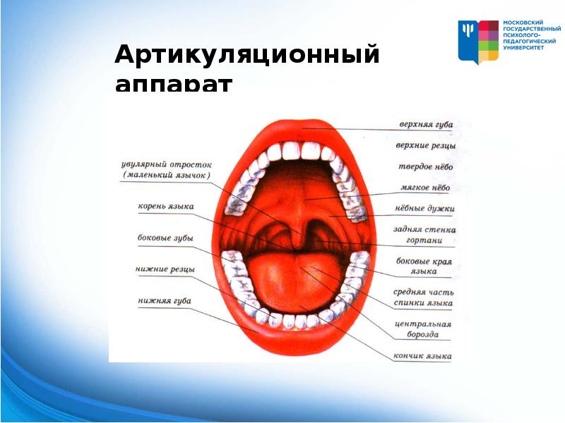 Презентация введение в логопедию