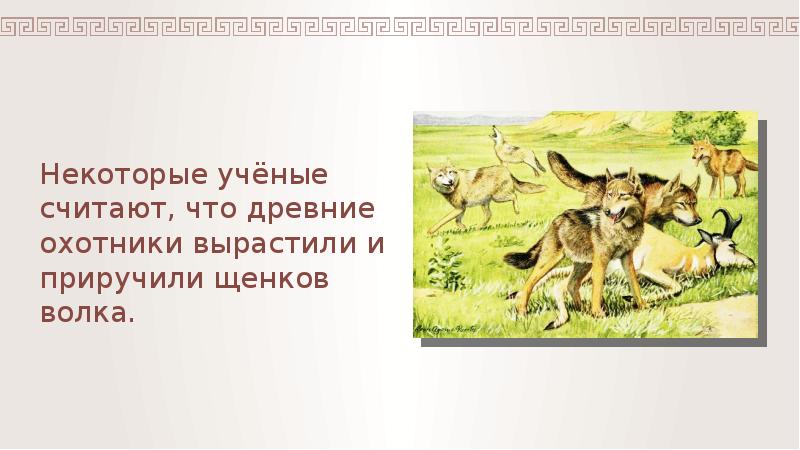 Приручила дикого. Человек приручил волка слайд. Возникновение земледелия и скотоводства рисунок карандашом. Волк и земледелие. Учёные считают что земледелие возникло в.