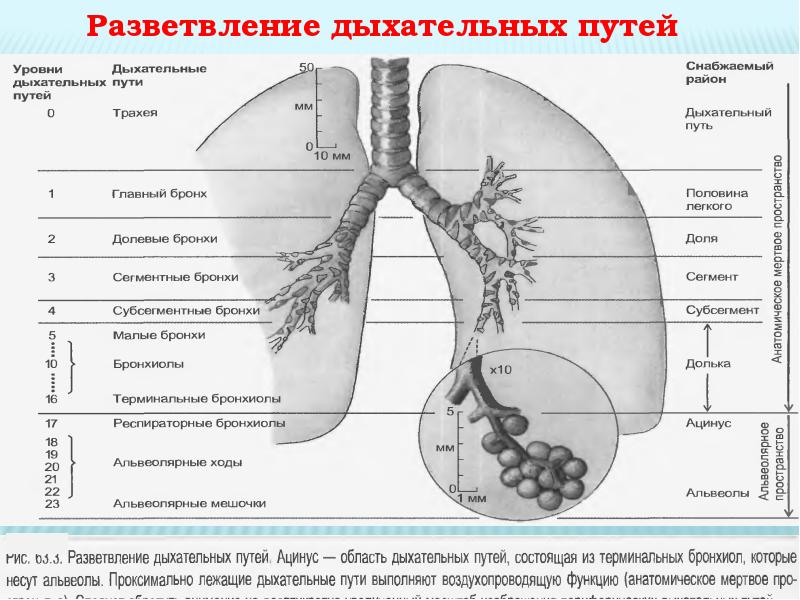 Содержит бронхи и бронхиолы. Терминальные бронхиолы. Схема бронхов и легких. Бронхи и бронхиолы. Физиология бронхов.