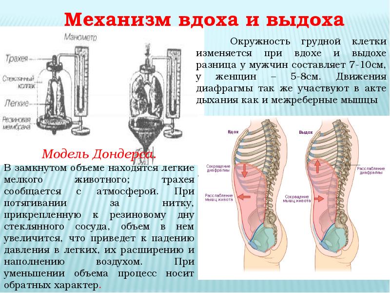 Механизм вдоха и выдоха рисунок