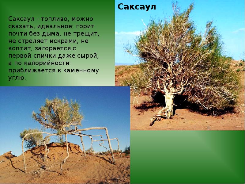 Саксаул в какой природной зоне обитает. Саксаул в Туркмении. Саксаул фото и описание. Сообщение о саксауле. Где обитает саксаул.