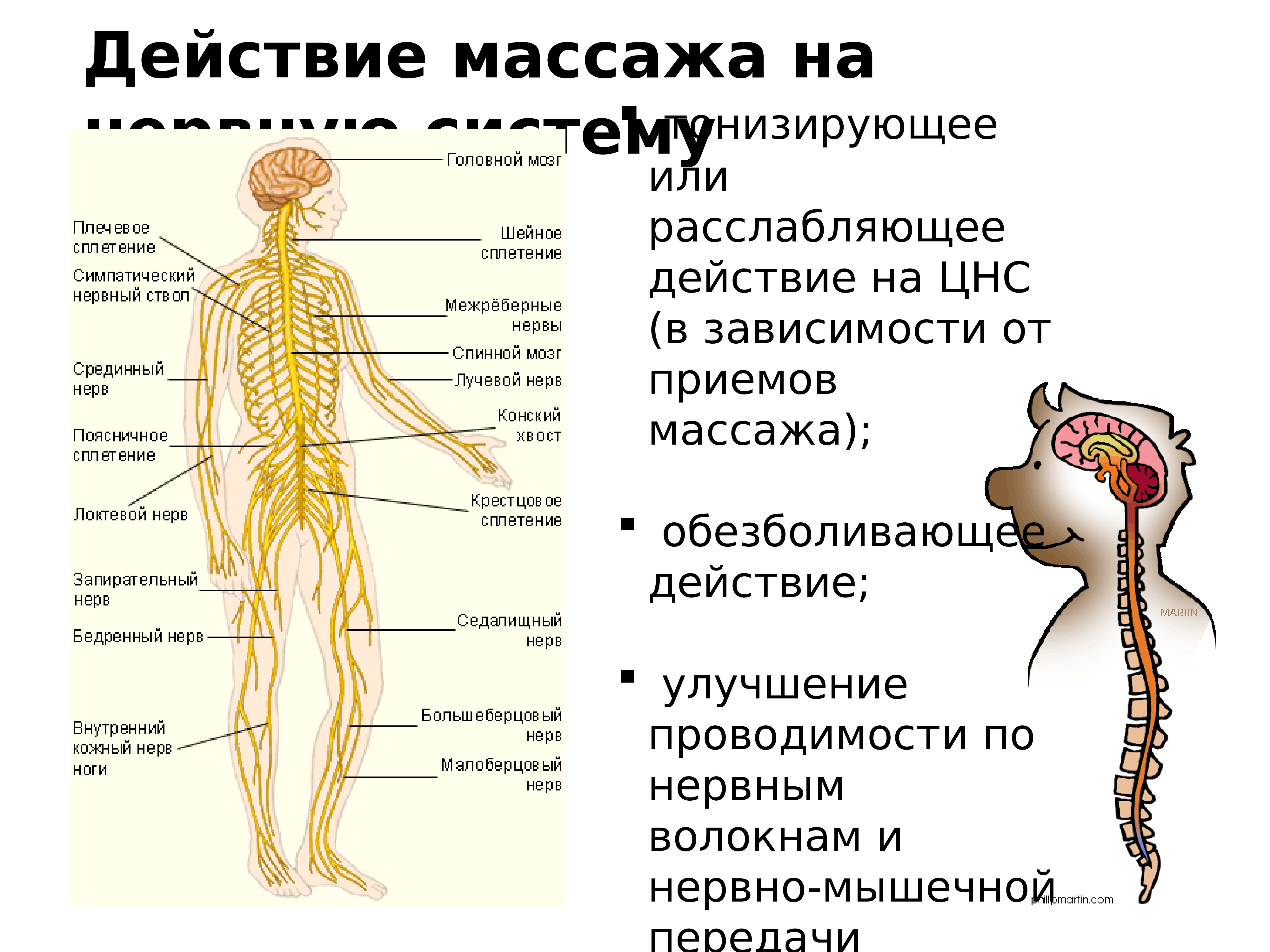 Массажные действия. Действие массажа на организм. Воздействие массажа на организм человека. Механизм воздействия массажа на организм. Массаж и нервная система.