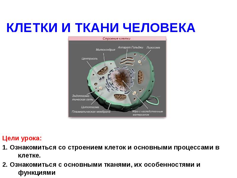 Проект на тему ткани человека