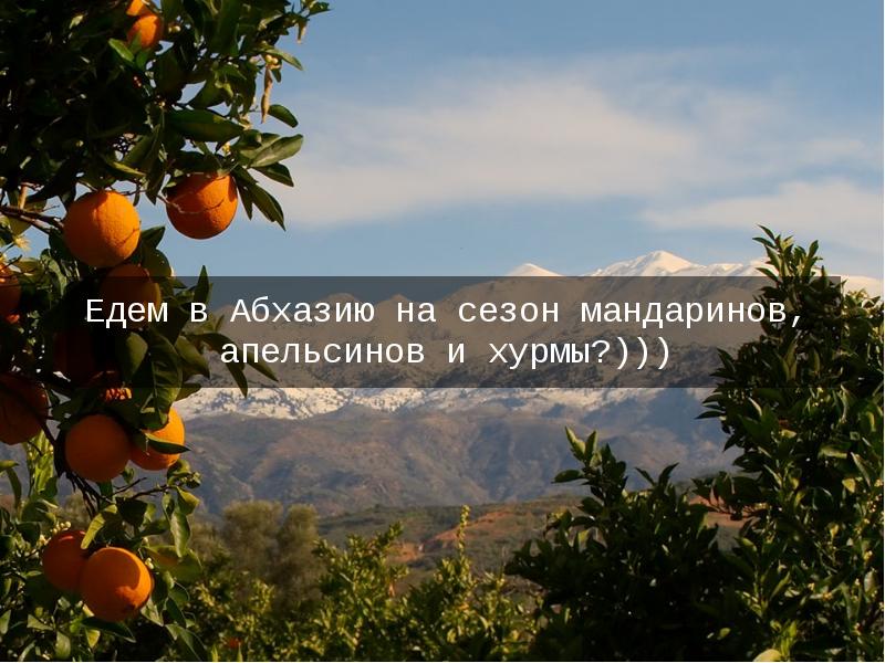 Тур в абхазию на 3 дня. Мандариновый тур в абхазию на новый год. абхазия презентация 3 класс.