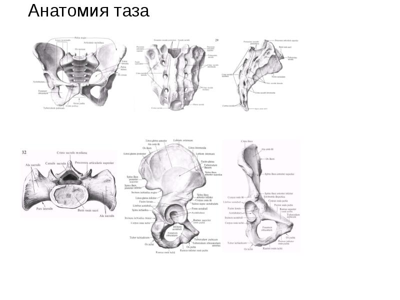Анатомия таза презентация