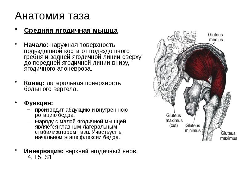 Ягодичные мышцы анатомия строение картинки на русском