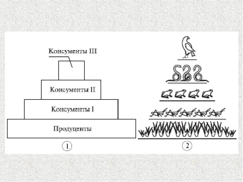 Схема трофического уровня