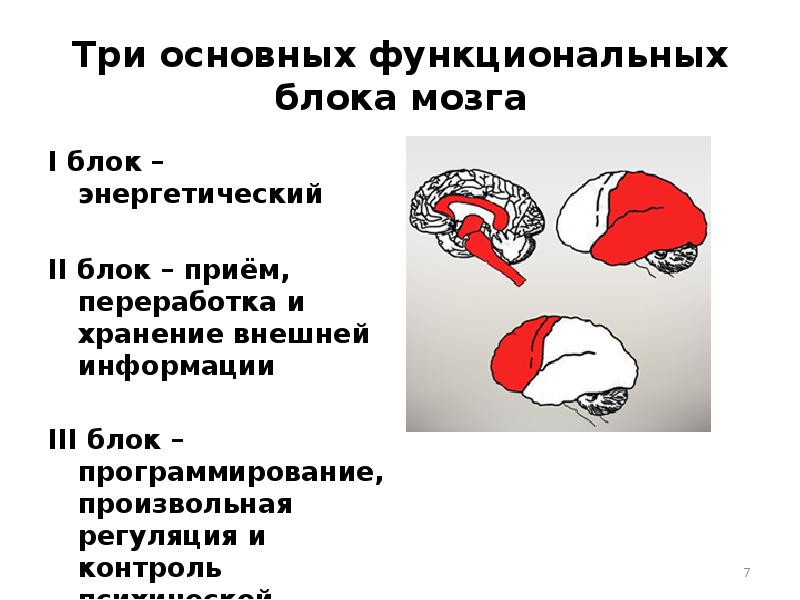 Функциональные блоки мозга