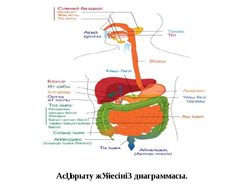 Ас қорыту физиологиясы презентация