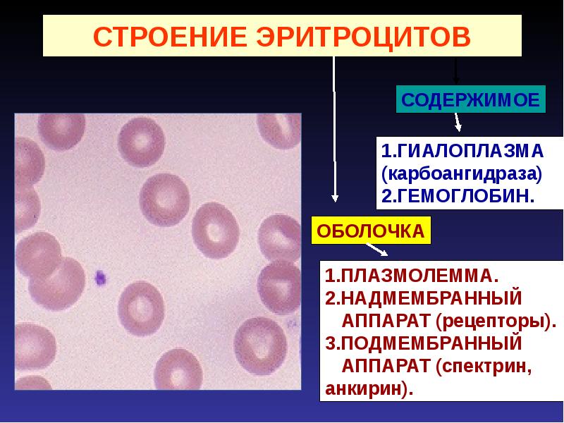 Презентация эритроциты анатомия