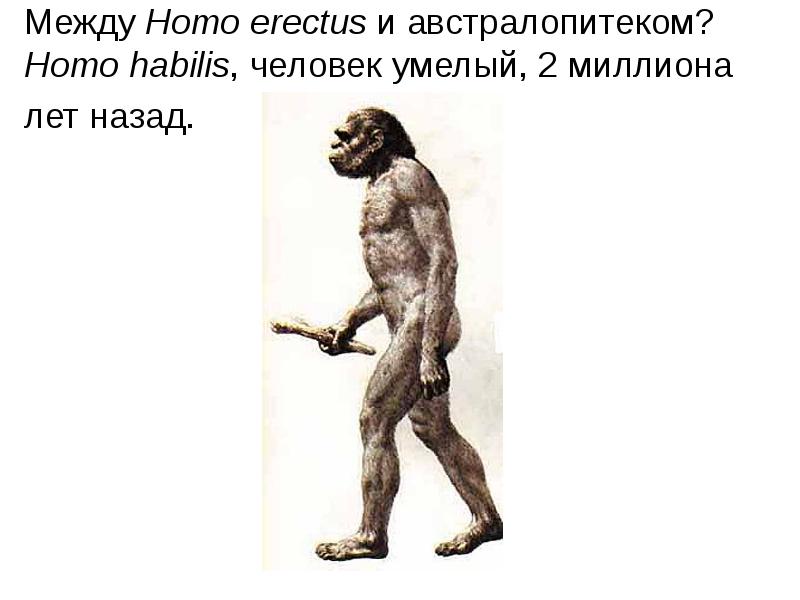 Австралопитек человек умелый человек. Человек умелый. Чем человек умелый отличается от австралопитека какие. Австралопитек прямохождение. Австралопитек человек умелый.