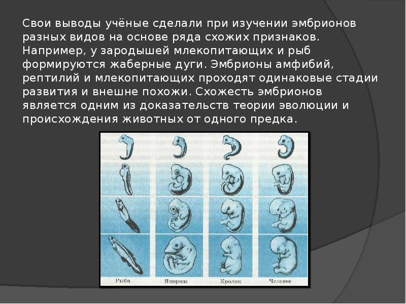 Выводы ученых. Реферат на тему биогенетический закон. Биогенетический биология 9 класс. Биогенетические доказательства животного происхождения человека. Биогенетический закон, его критика.