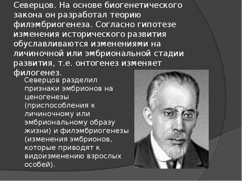 Согласно гипотезе. Северцов теория филэмбриогенеза. Северцов биогенетический закон. Учение о филэмбриогенезах а.н Северцов. Северцов дополнил биогенетический закон.