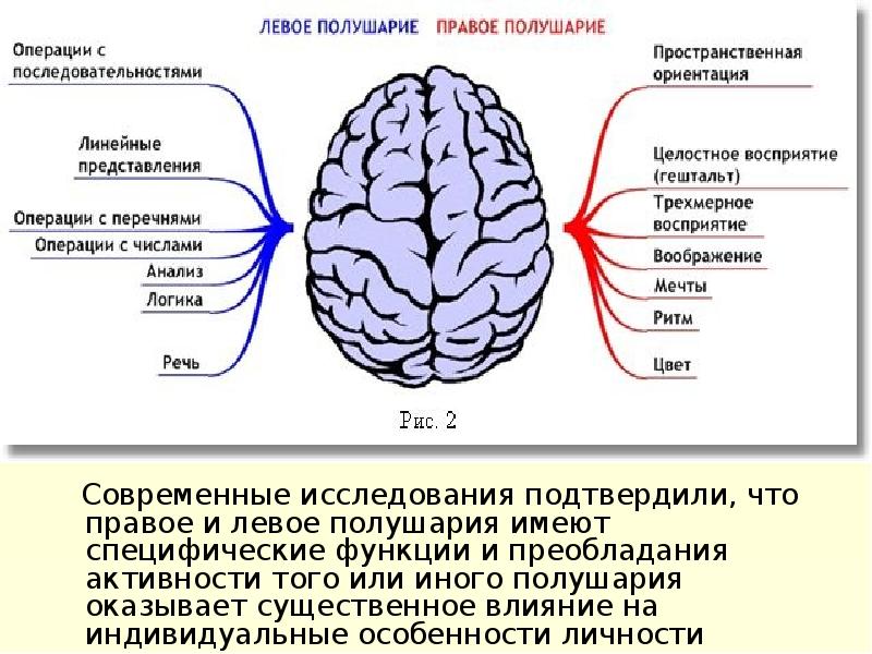 Функциональная асимметрия головного мозга презентация