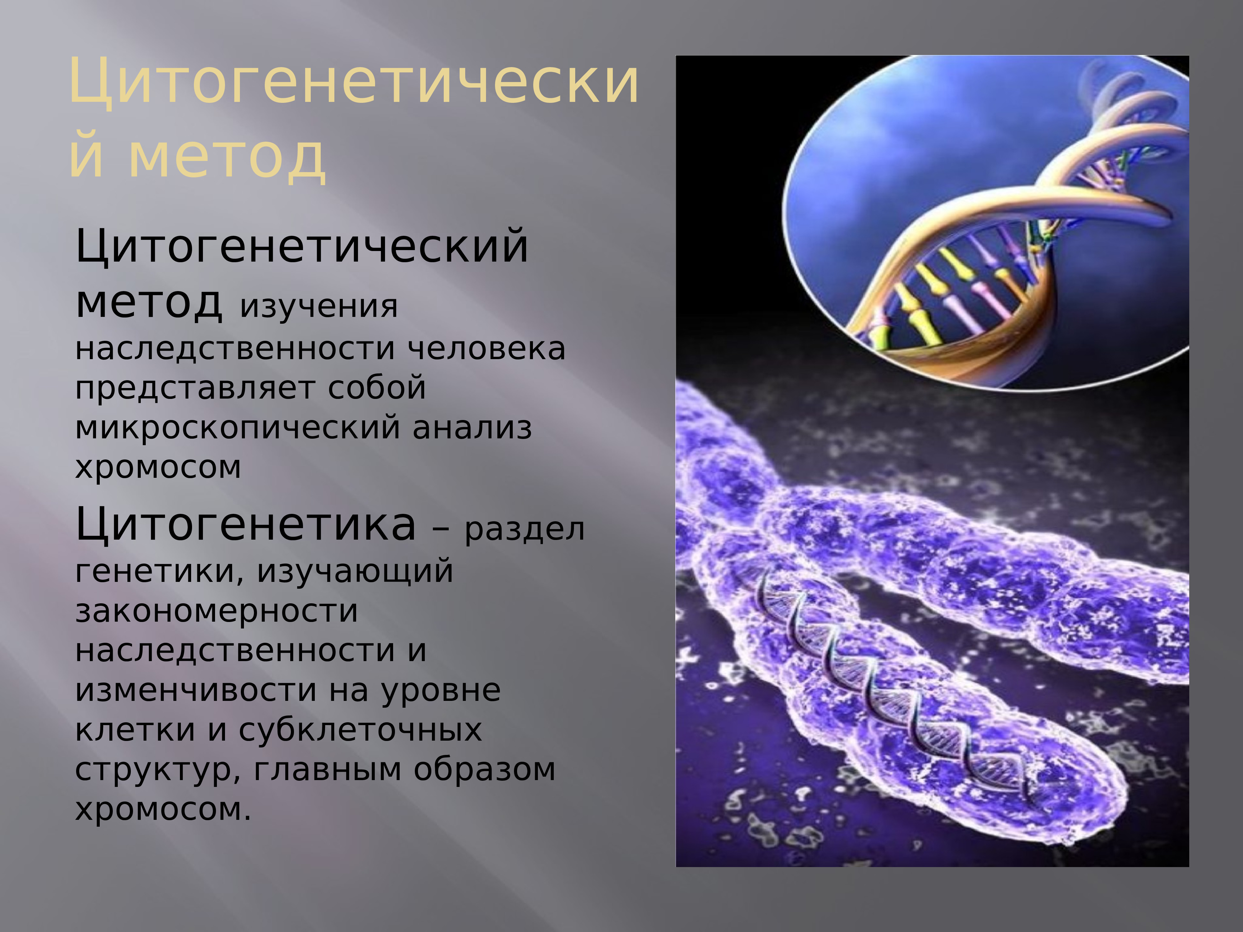 Наследственный материал хромосомы. Цитогенетический метод исследования генетики. Генетика человека цитогенетический метод. Цитогенетический метод изучения наследственности. Цитогенетический метод исследования наследственности человека.