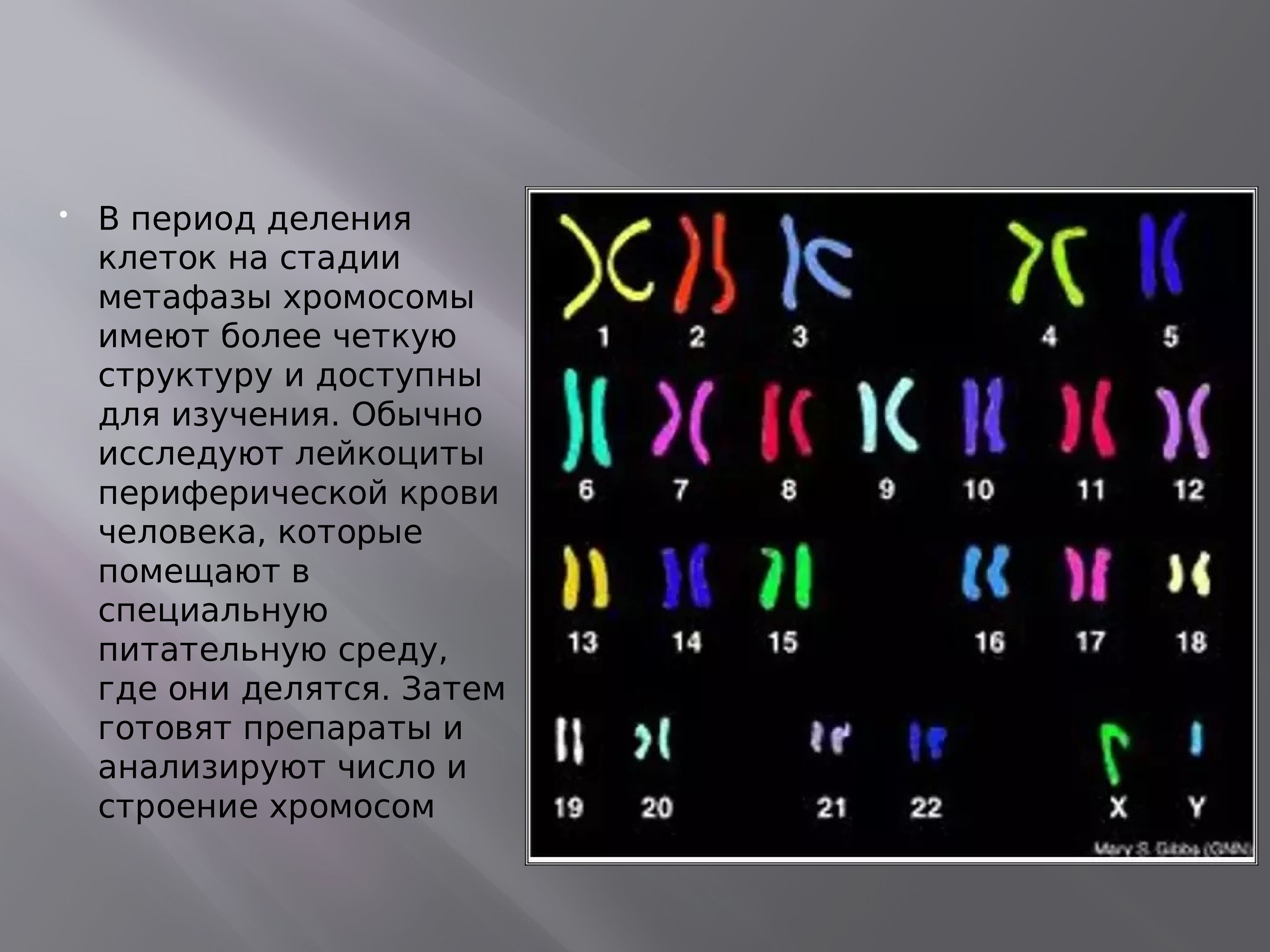 Цитогенетический метод генетики презентация