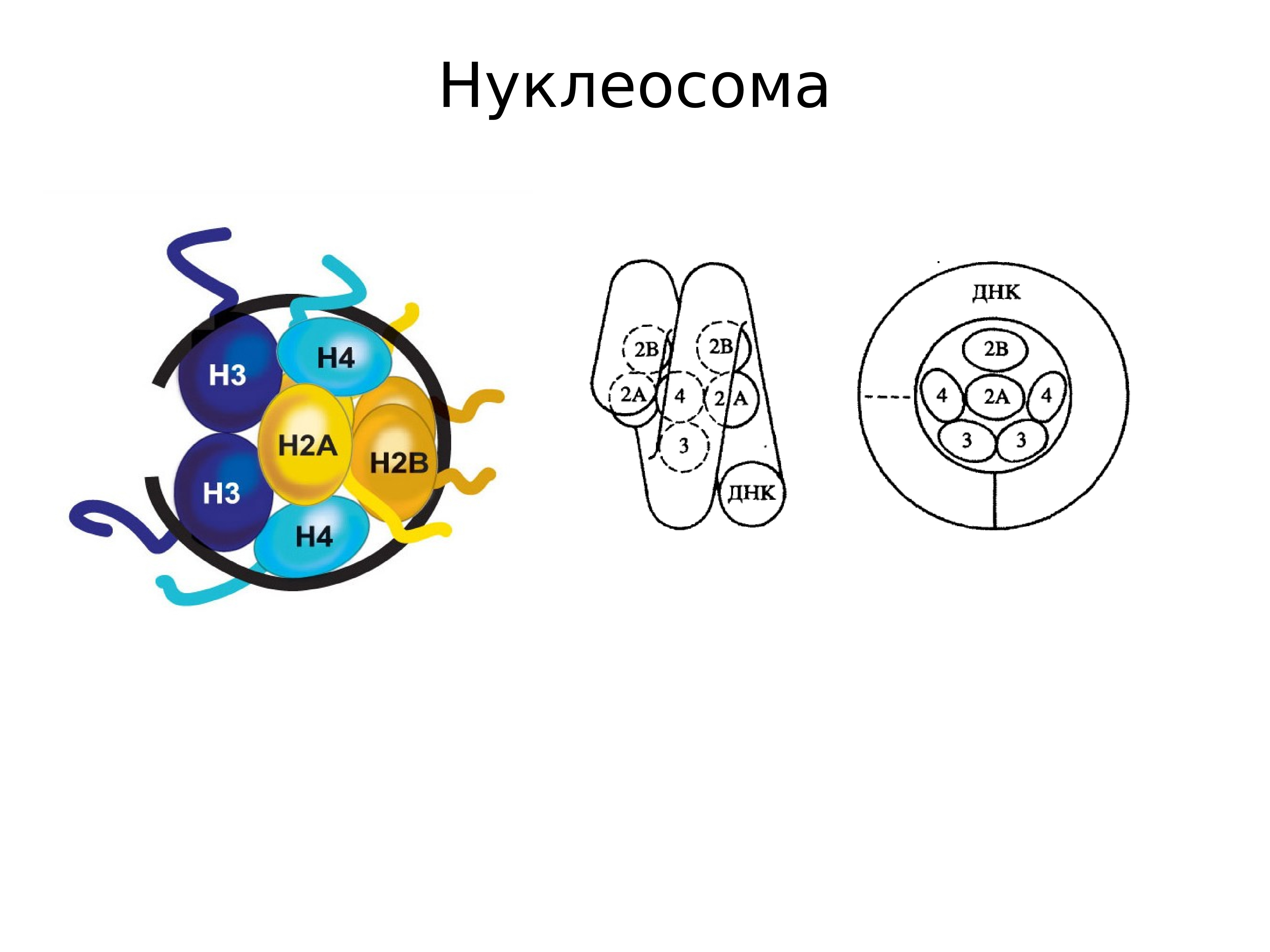 Антитела к нуклеосомам. Нуклеосома. Хроматин функции и строение определение.