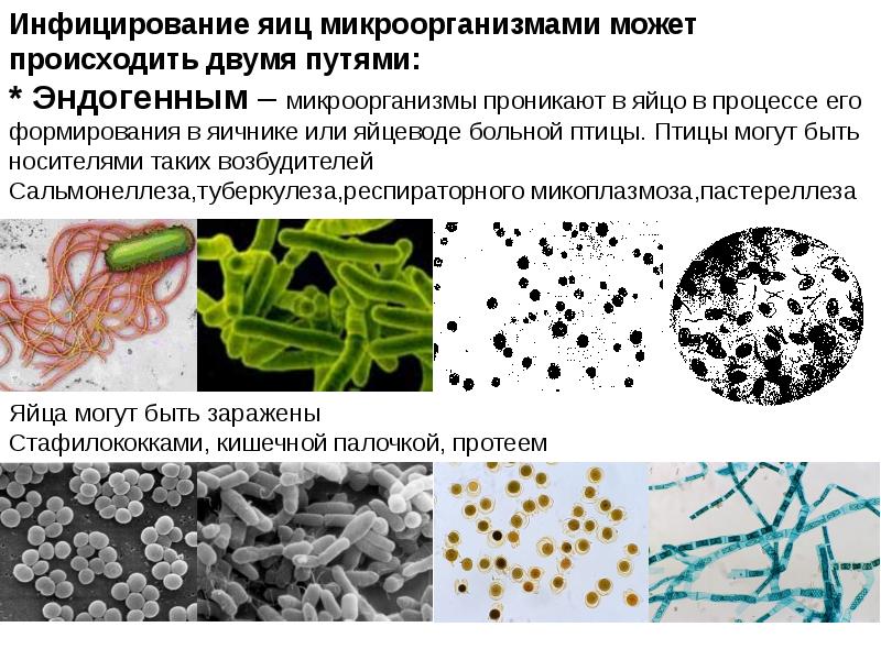 Презентации по микробиологии для студентов