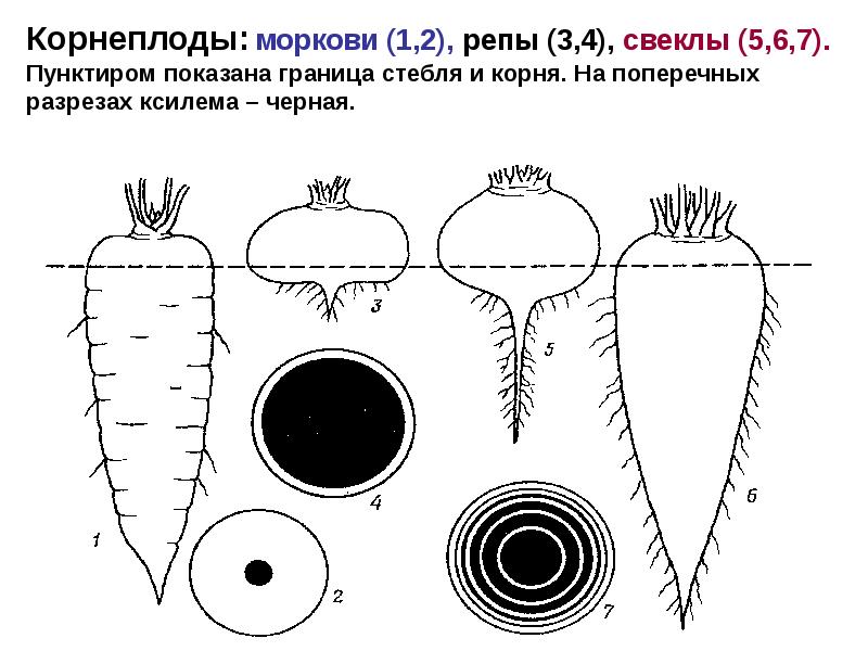 Корнеплод редьки рисунок