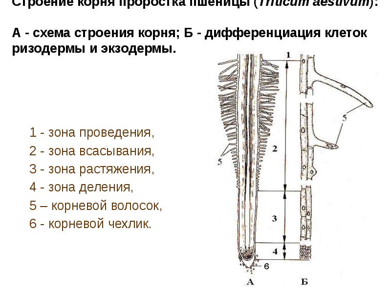 Строение корня срез