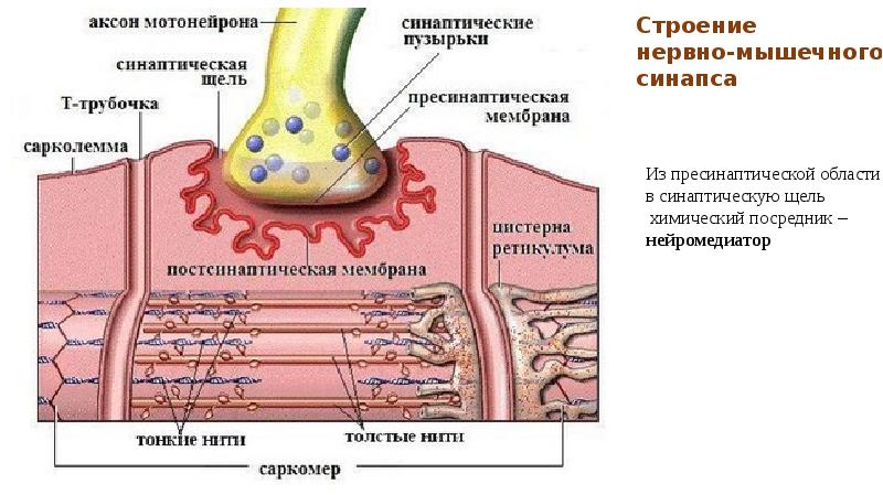 Нервно мышечный синапс рисунок