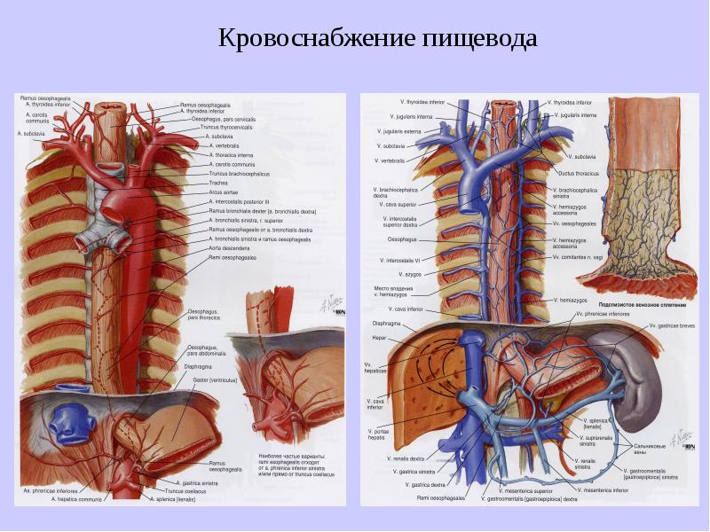 Расширение верхнего отдела. Рентгеноанатомия пищевода. Верхний отдел полового тракта.