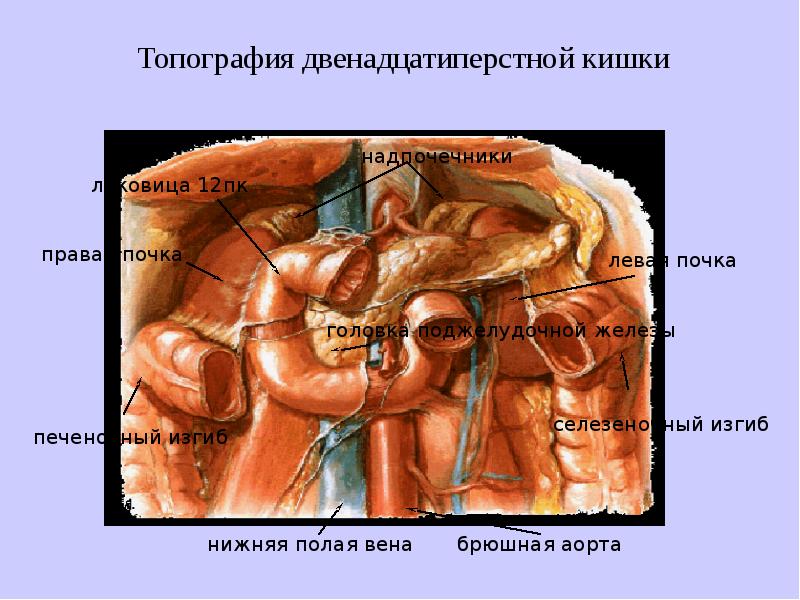 Анатомия 12. Топография 12 перстной кишки анатомия. Двенадцатиперстная кишка синтопия. Двенадцатиперстная кишка голотопия. Синтопия 12 перстной кишки.