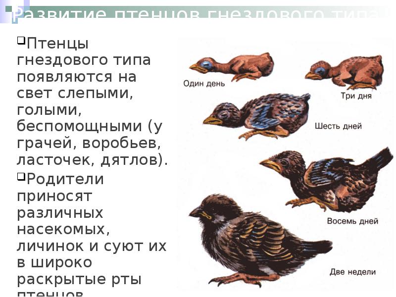 Определите тип развития птенцов