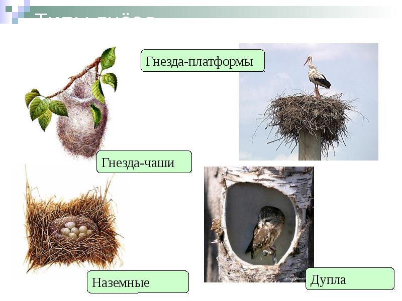Размножение птиц презентация