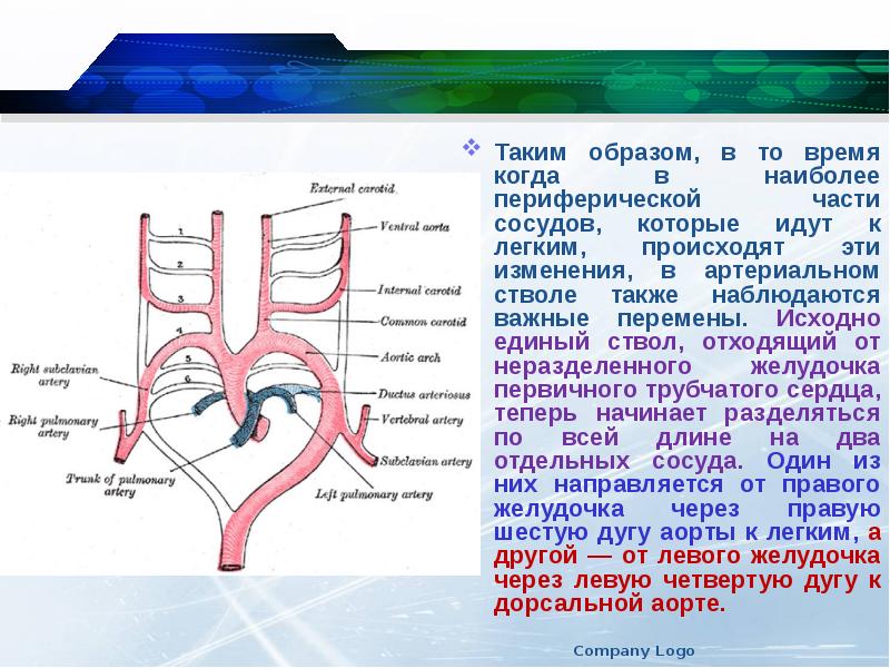 Общий артериальный ствол презентация