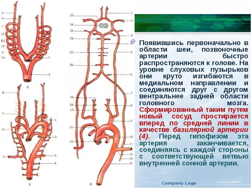 Сегмент v1 v2 позвоночной артерии. V4 сегментов позвоночных артерий. Диаметр вертебральных артерий. Диаметр позвоночных артерий.