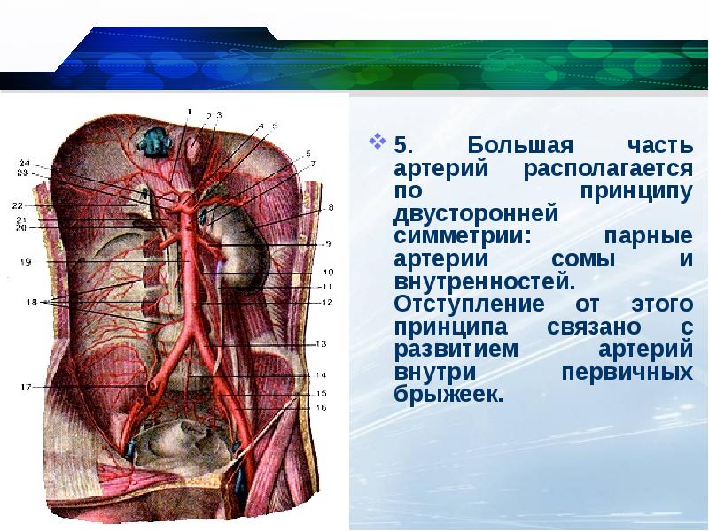 Артерия презентация. Почечная артерия парная. Брыжеечные артерии схема.