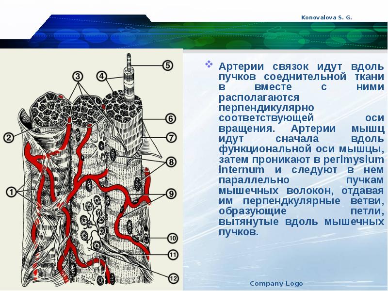 Артерия презентация. Artery подсистема. Артерия подсистема вейп.