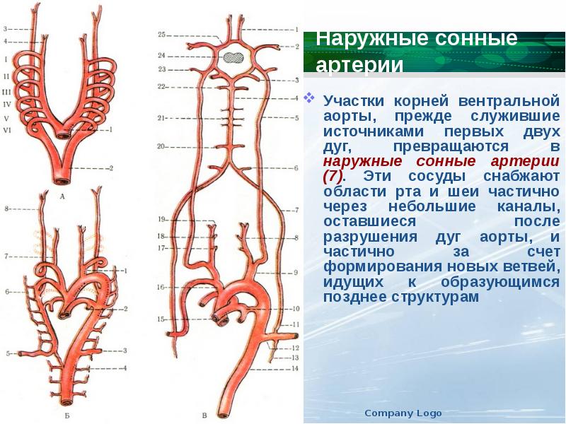 Наружная сонная артерия схема