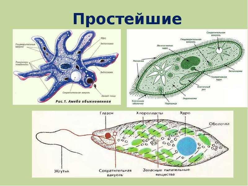 Картинки одноклеточных животных