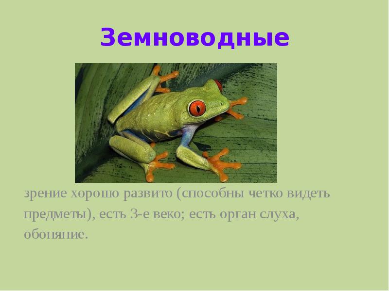 Зрение земноводных