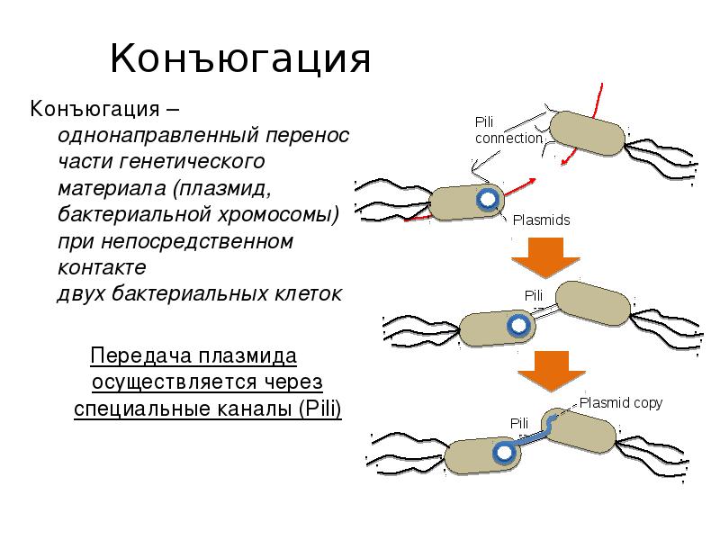 Части перенос. Конъюгация. Конъюгация это кратко. Конъюгация это в биологии кратко. Конъюгация это в биологии.