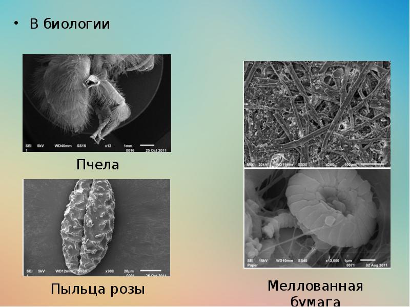 Сканирующая электронная микроскопия фото