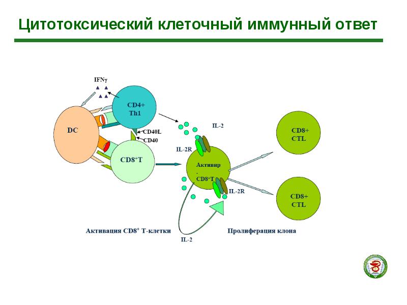 Межклеточная кооперация схема