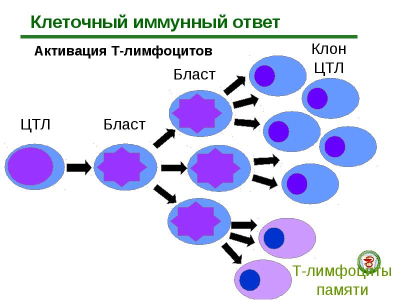 Межклеточная кооперация схема