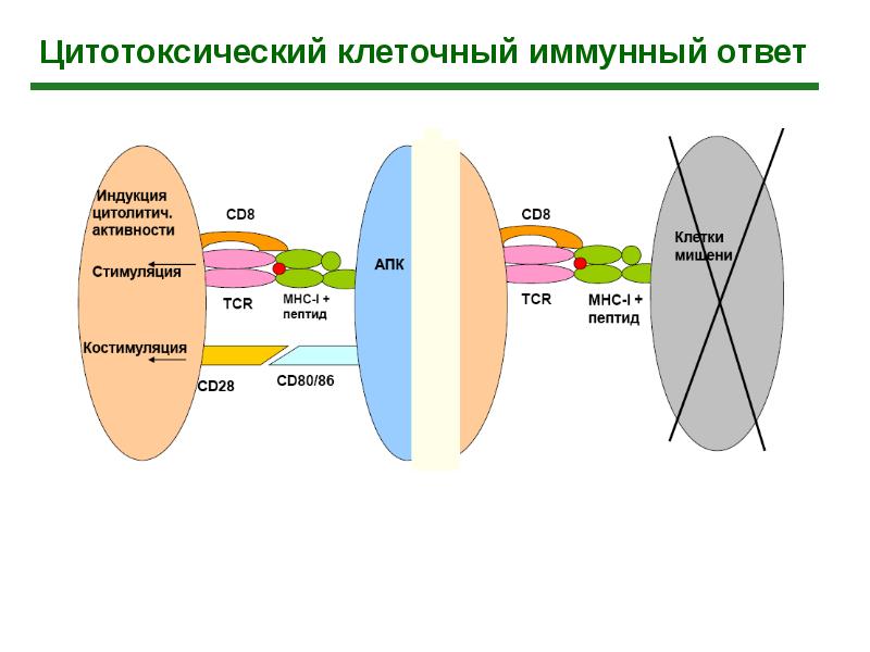 Презентация клеточный иммунный ответ